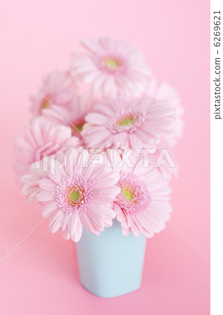 粉色非洲菊 粉色非洲菊 6269621