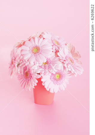 粉色非洲菊 粉色非洲菊 6269622