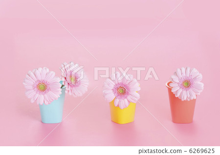 粉色非洲菊 粉色非洲菊 6269625