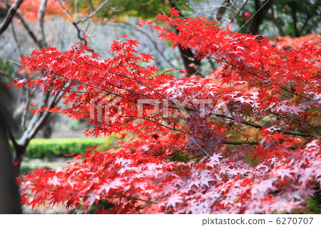 Momiji of Atami plum garden and autumn leaves taken in December Momiji of Atami plum garden and autumn leaves taken in December 6270707