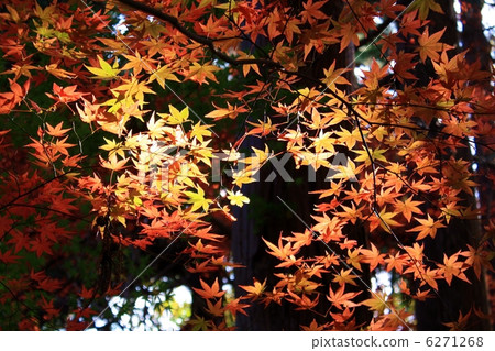 Maple of backlight 6271268