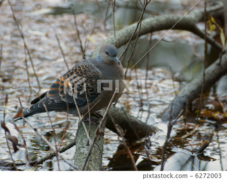 Pheasant winter winter onowanagi tree 6272003