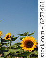 Sunflower (sunflower) [taken at the Natural and Cultural Park of Osaka Expo Memorial Park. ] The variety is "Sunrich orange" 6273461