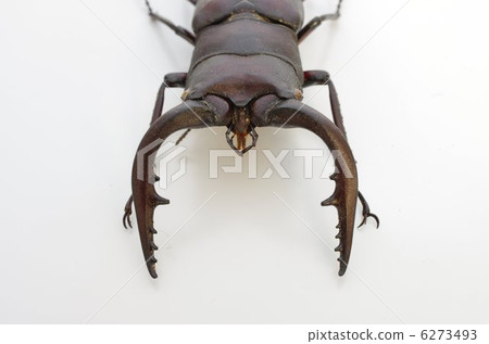 Saw tooth (Male) Front view Saw tooth (Male) Front view 6273493