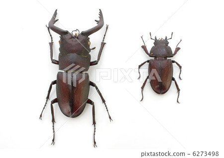 鋸牙刷(性別) 鋸牙刷(性別) 6273498