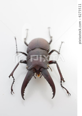 Saw tooth (medium-sized male) Front view Saw tooth (medium-sized male) Front view 6273511