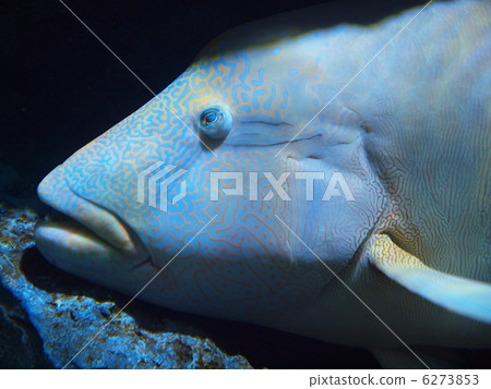 拿破崙魚 6273853
