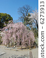"Red deactivated cherry blossoms" of Wakayama castle 6273913