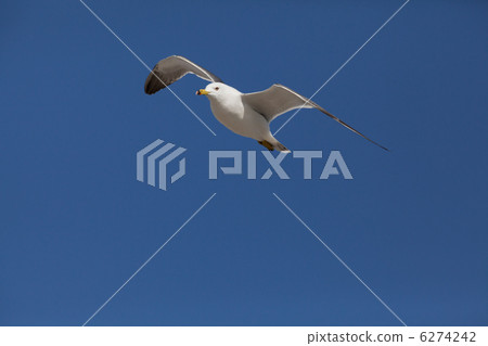 Seagull flying blue sky 6274242