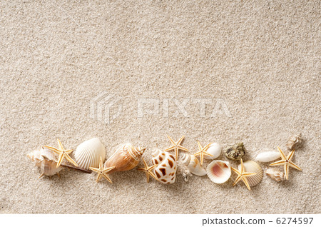 Seashell of a sandy beach 6274597