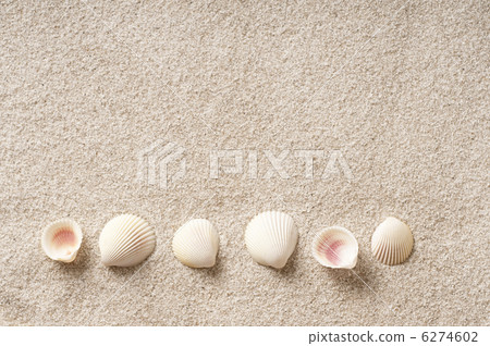 Seashell of a sandy beach 6274602