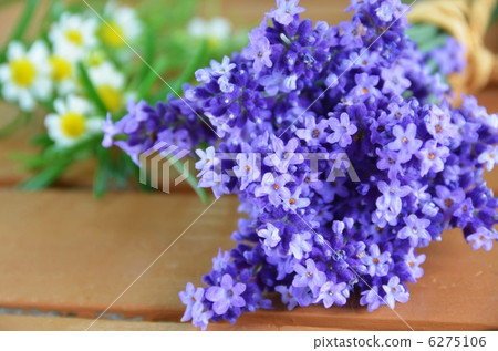 薰衣草和洋甘菊 6275106