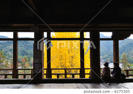 The 1000 calendar and the ginkgo tree 6275305