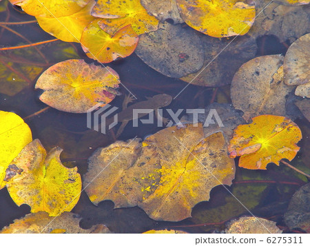 Yellow leaf sheep and goose fish (Ozenuma / Gonma prefecture Tone-gun Katashina village) 6275311