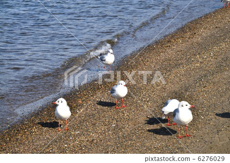 基於海灘的海鷗 基於海灘的海鷗 6276029