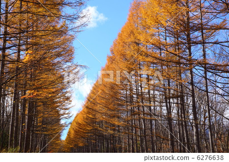 Autumn larch tree Autumn larch tree 6276638