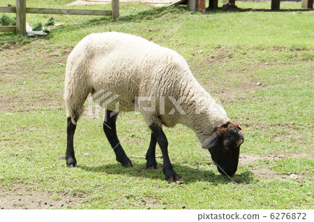 Sheep (Suffolk) 6276872