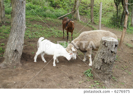 A fight between sheep and goats 6276975