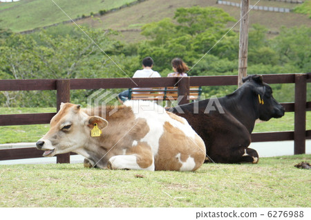 Cow  Cow  6276988