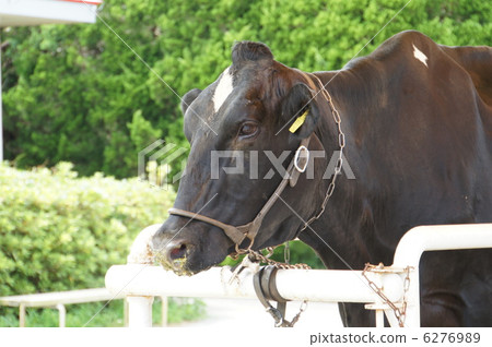 Cattle (Holstein species) Cattle (Holstein species) 6276989