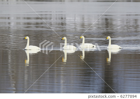 大天鵝 大天鵝 6277894