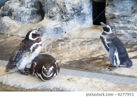 麥哲倫企鵝 6277953