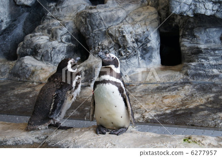 麥哲倫企鵝 6277957