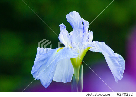 Iris Iris 6278252