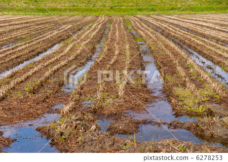 Early spring rice field Early spring rice field 6278253