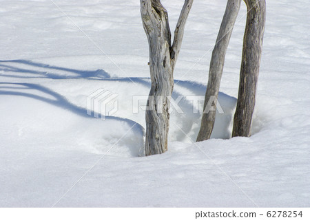 Snow scene 6278254