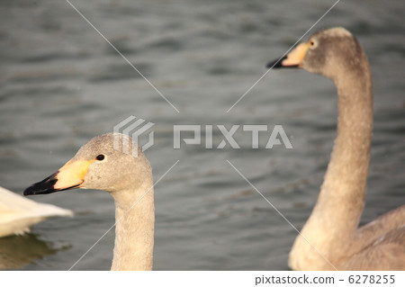 Swan Swan 6278255