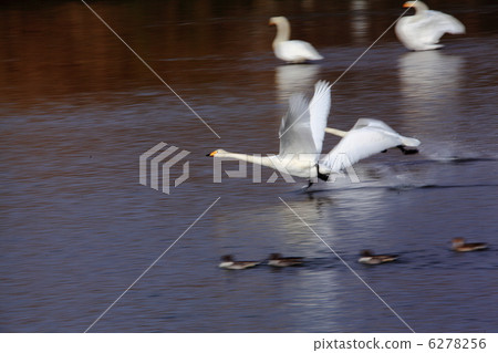 Swan 6278256