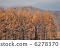 Artificial forest 6278370