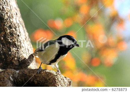 四大阪 四大阪 6278873