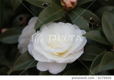 Sasanqua山茶花 Sasanqua山茶花 6278926