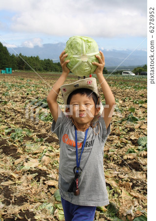 Harvesting children and cabbage Harvesting children and cabbage 6278952
