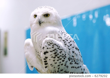 Snowy owl 6279202