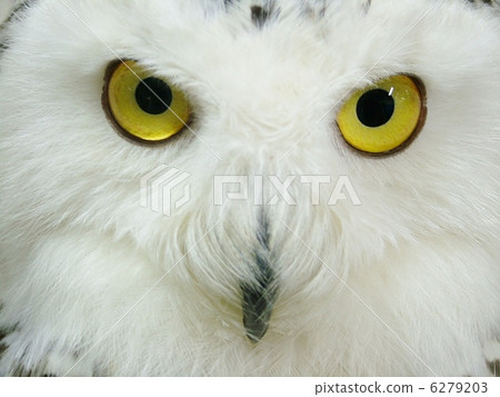 Ocular power 6279203