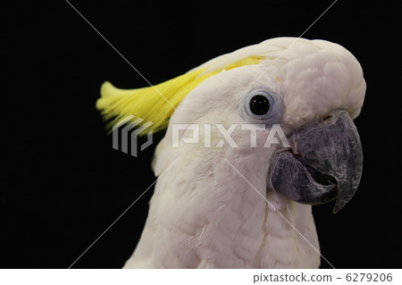 Kibatan Kibatan 6279206