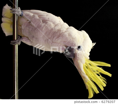 King of parrots King of parrots 6279207