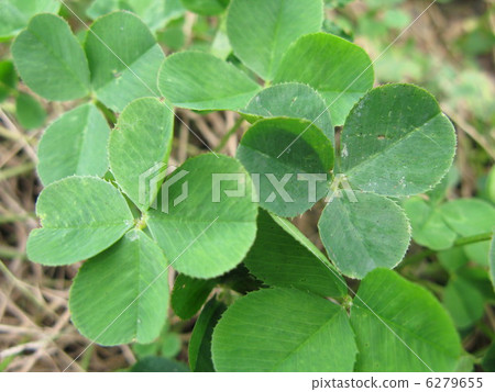 four Leaf Clover  6279655