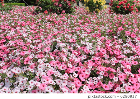 Petunia Petunia 6280937