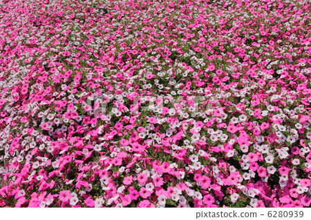 Petunia Petunia 6280939