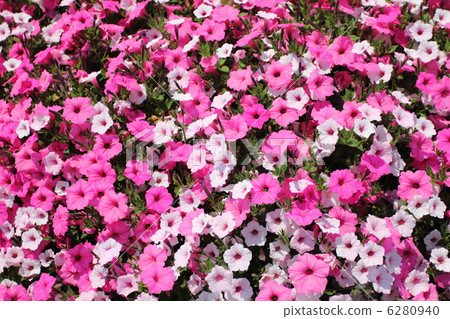 Petunia Petunia 6280940