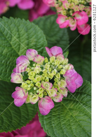 花繡球花 花繡球花 6281127