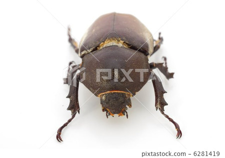 Beetle (female) Front view 6281419