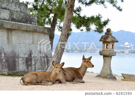 Miyajima deer 6281593