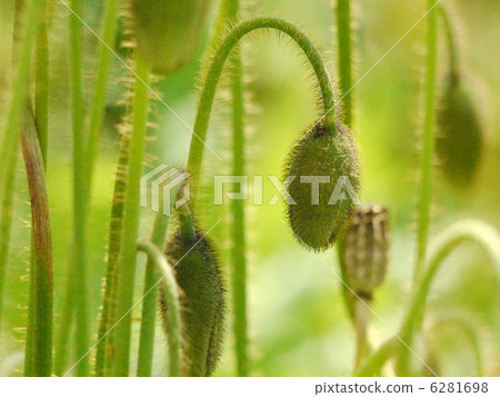 罌粟花蕾 6281698