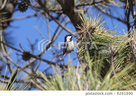 Great tit Great tit 6281890