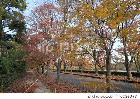 Zelkova trees in autumn leaves 6282358